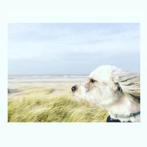 honden mee op vakantie