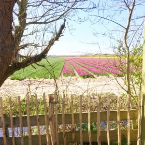 Villa Holland omgeving