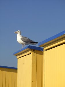 meeuw op het strand