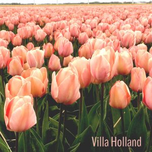 tulpen omgeving sint maartenszee