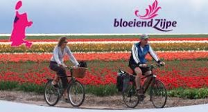 bloembolen in zijpe